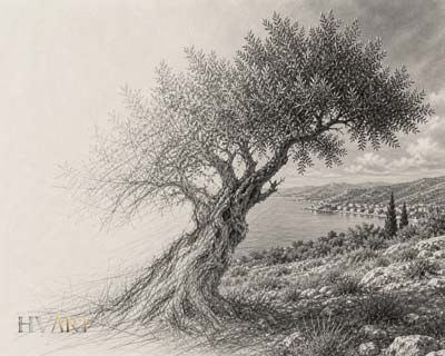 Olivenbaum